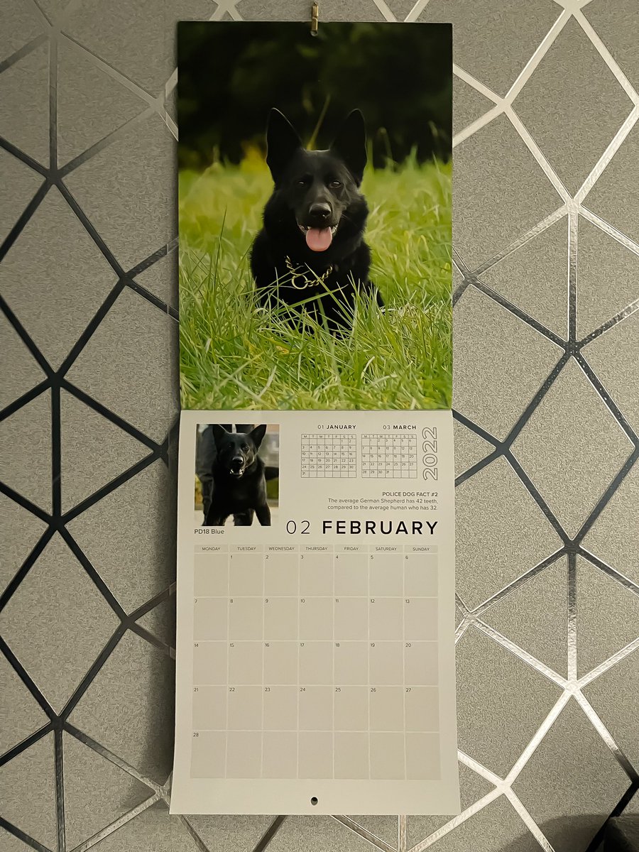 NorthantsPCSO's tweet photo. Morning everyone ๐๐ป
New month, which means one thing. A new doggo is being showcased in our @northantsdogs @NorthantsPolice calendar. And itโs the beautiful #PDBlue ๐ he was an absolute stunner to photograph. ๐ธ#happyfebruary ๐ถ๐ @louiseSh13 @UKCopHumour @ThinBluePaw https://t.co/tx9TvIEFb1