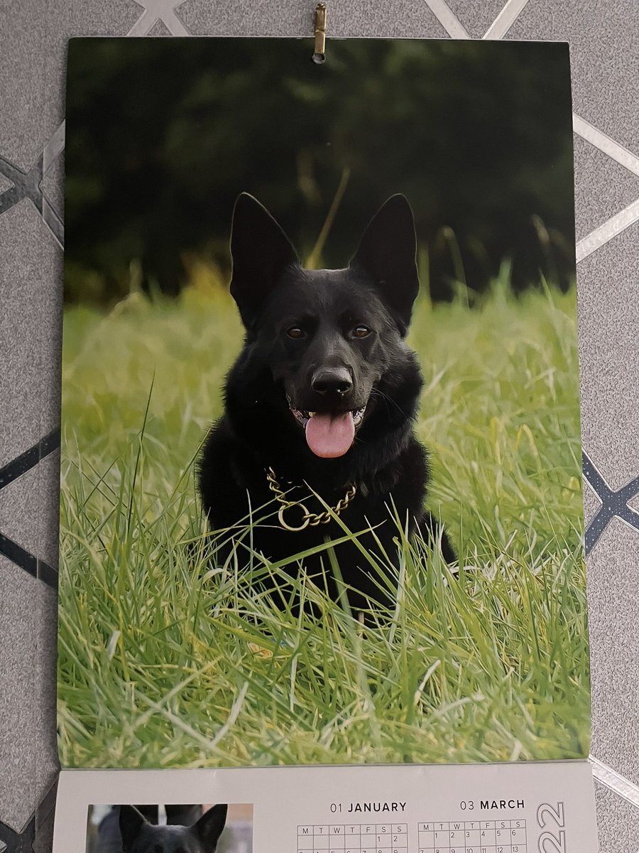 NorthantsPCSO's tweet photo. Morning everyone ๐๐ป
New month, which means one thing. A new doggo is being showcased in our @northantsdogs @NorthantsPolice calendar. And itโs the beautiful #PDBlue ๐ he was an absolute stunner to photograph. ๐ธ#happyfebruary ๐ถ๐ @louiseSh13 @UKCopHumour @ThinBluePaw https://t.co/tx9TvIEFb1