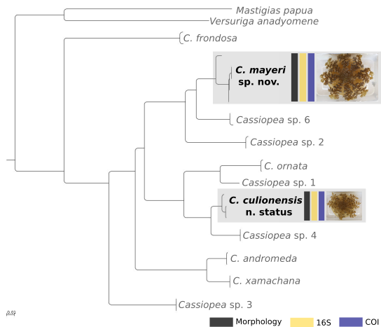 EdGameroo's tweet photo. Check out our manuscript on Cassiopea, it was just published in @CSIROPublishing Invertebrate Systematics: https://t.co/vcoMHvd2K3 - With @collins_noaasi @SheldonRey Serafin M. Geson III, André C. Morandini. https://t.co/1xwSrSkFId