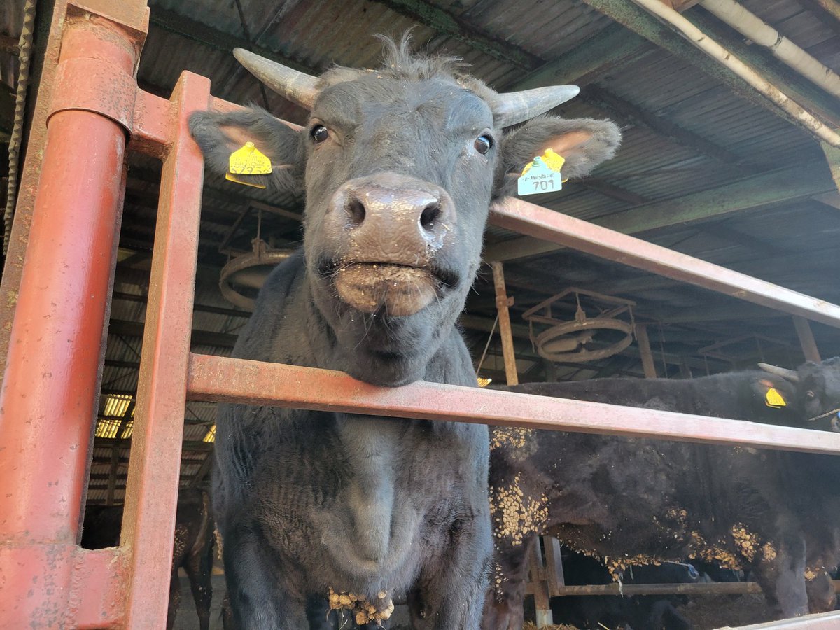 hanazono_001's tweet image. 扉から顔を出す、この郡一のイケ男くん。可愛さも備えもつ、看板男っすな。