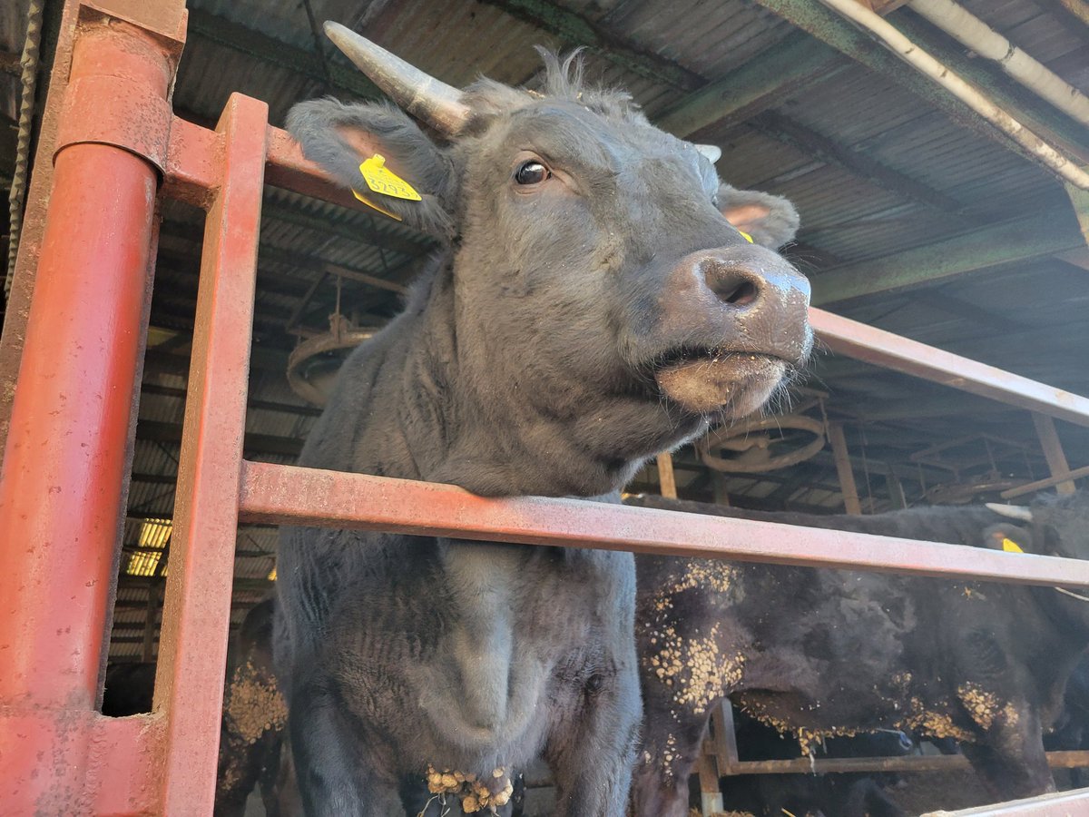 hanazono_001's tweet image. 扉から顔を出す、この郡一のイケ男くん。可愛さも備えもつ、看板男っすな。