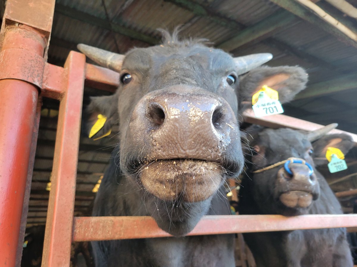 hanazono_001's tweet image. 扉から顔を出す、この郡一のイケ男くん。可愛さも備えもつ、看板男っすな。