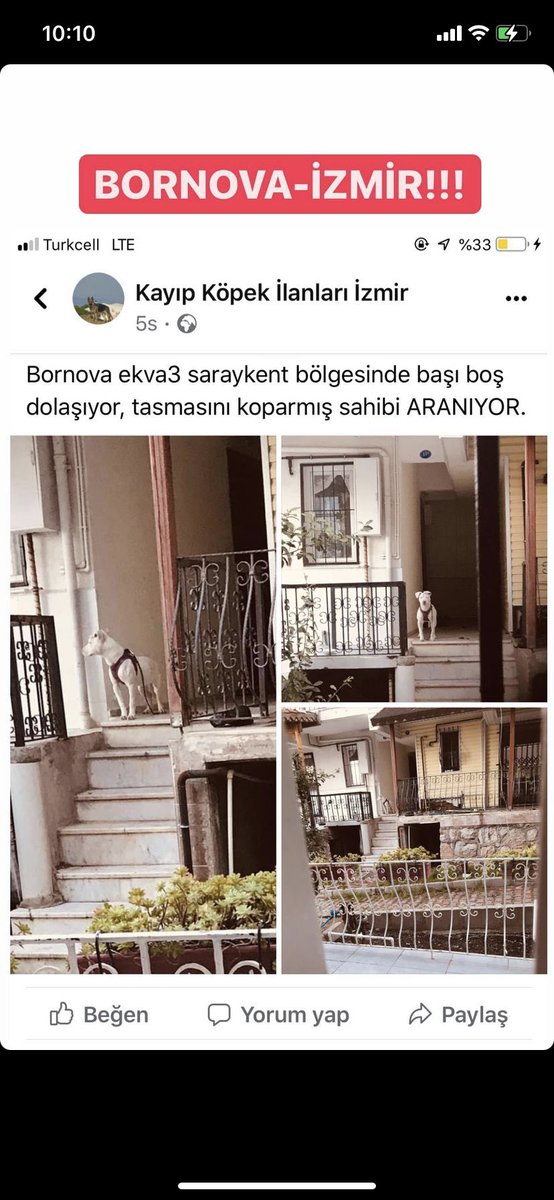 ozgegultekin's tweet photo. ÇOK ÇOK ACİL EVKA3 kaybolmuş büyük ihtimal sahibinin görmesini sağlamak için RT #izmir #bornova #evka3 #kayıpköpek https://t.co/AKnQyNsiZn
