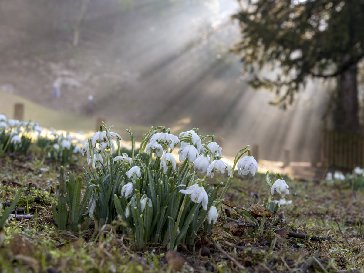 nationaltrust's tweet photo. Small, but hugely uplifting. The sight of snowdrops is guaranteed to brighten your day. #EveryoneNeedsNature https://t.co/wcgUKzqNtH