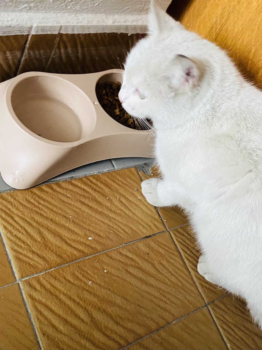 Havalar bölgelere göre sıcak yada çok soğuk..
Dostlarımız için evlerimizin önüne küçükte olsa bir yuva  bir kap su biraz mama yada yiyebilecekleri bir şeyler bırakmayı unutmayalım…
Sadece biraz sevgi…😊😊
#BirKapSuBirKapMama 
#hayvanlaryasamakistiyor 
#mamadakikdvkalksın