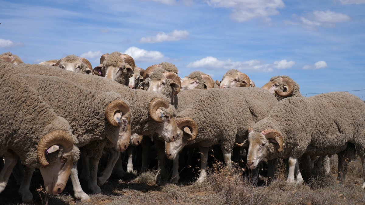 MolatekSA's tweet photo. Guess the breed of sheep! 

Hint: This breed’s wool is desirable and sometimes named the most versatile fiber in the world.

Do you have the answer? Tell us below. 

#FarmLife #FarmingSA #MolatekSA #Molatek https://t.co/PsguRk9gPj