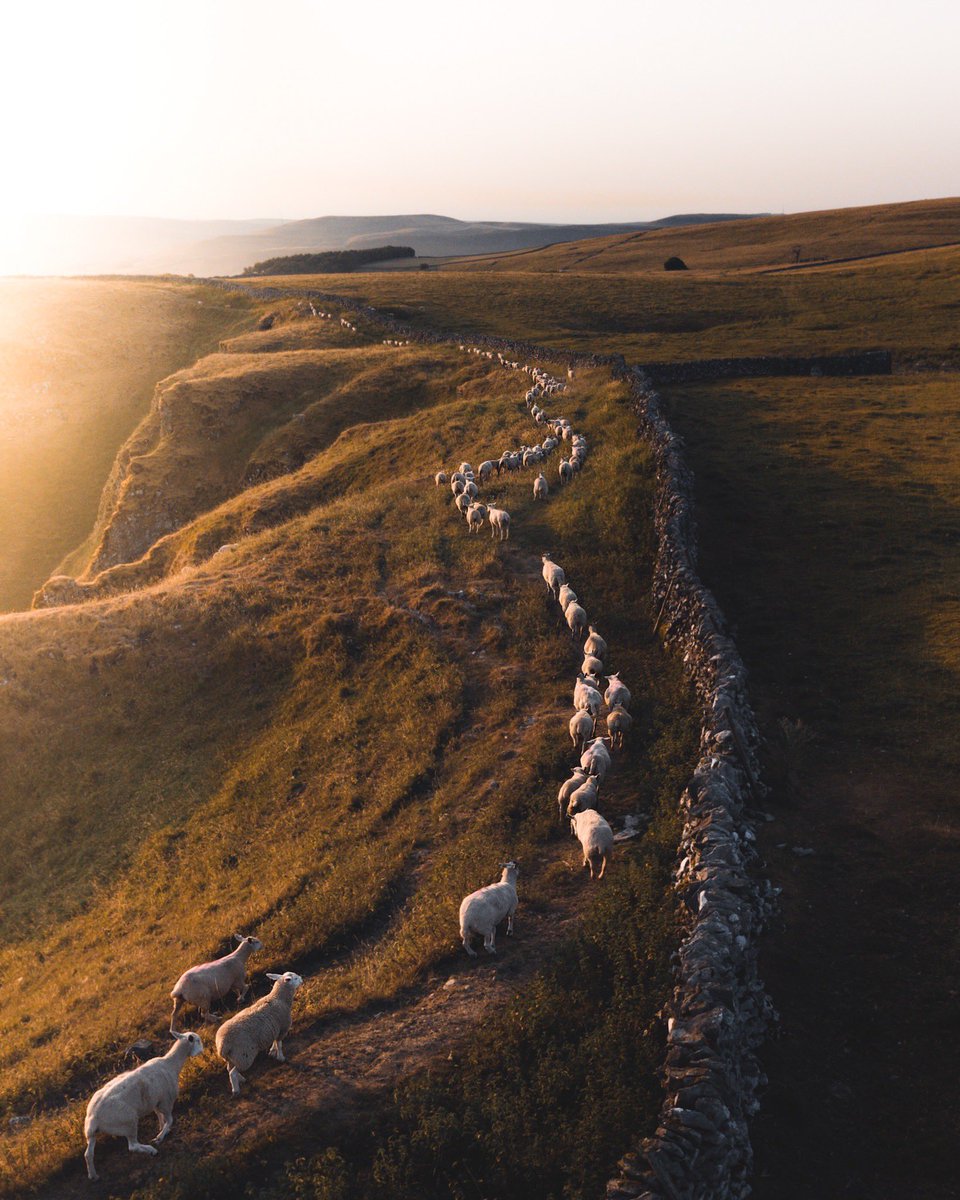 ericreinheart's tweet photo. good morning, how many 🐑 can you count without falling back asle- 😴 https://t.co/xZqOjcFF23