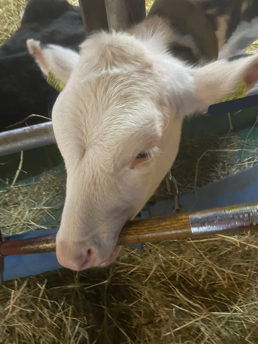 8IyR8hEj1X8noZl's tweet image. フォークの柄にかぶりつくウッシ😅
なんでもハムハムしたいんだね君は💦
餌はキチンと余るほどあげてますのでご心配なく😅(残した乾草片付け中です)