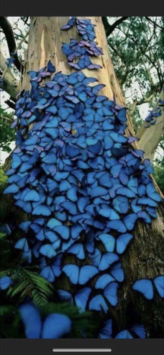 ulisseenausicaa's tweet photo. #Farfalle #farfallablu    🦋🦋🦋🦋🦋🦋🦋🦋 https://t.co/MJCUBvfrjp