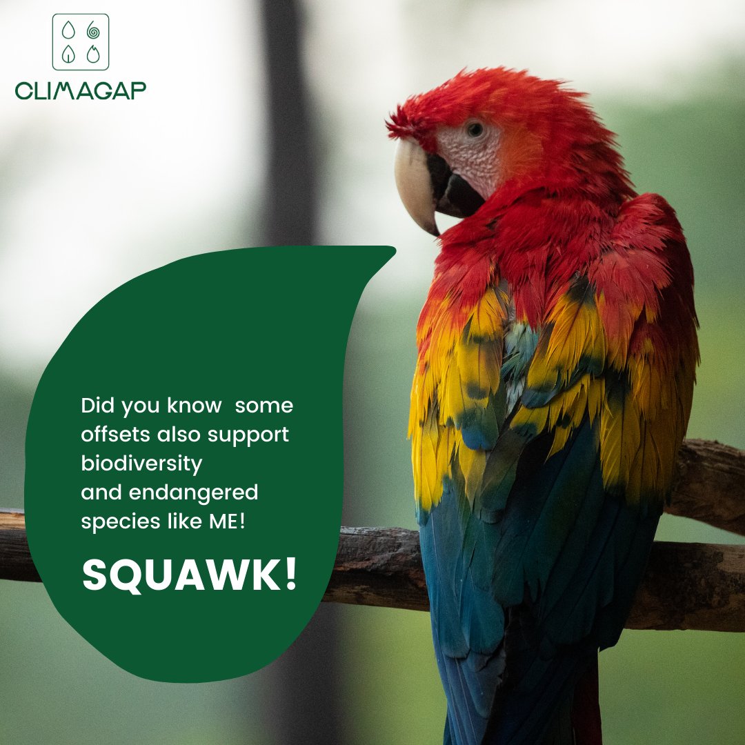 climagap's tweet photo. Parrot me that!  🦜

Click on the link in bio to find out how you can get started🏃‍♂️

 #climagap #startyourjourney #SMEs #carbonneutral #sustainability #corporatesustainability https://t.co/sembqoCzNM