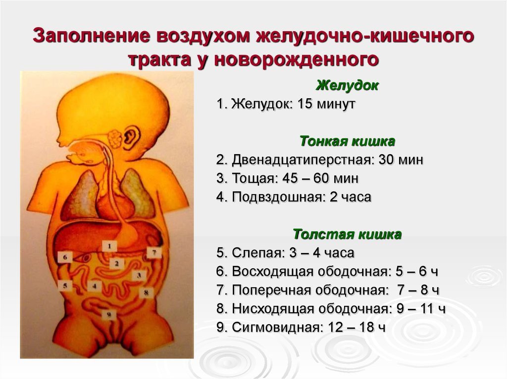 Где находится печень у новорожденного. Пищеварительная система у новорожденных. Желудочно-кишечный тракт у новорожденного. Желудок новорожденного ребенка. Пищеварительная система у новоро.