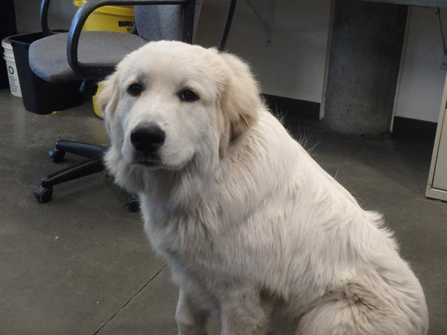 HEY! My name is Beethoven and I am an unaltered male, white Mixed bree… petharbor.com/pet.asp?uaid=L…