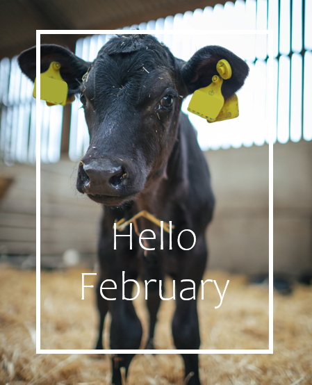 GamechangerFarm's tweet photo. We have rearing and finishing opportunities that are backed up by contracts and support that will provide your business with security.

For more information please contact the team at info@blade-farming.com 

#businessofbeef #bladefarming #integratedbeef https://t.co/JXhreWkwX2