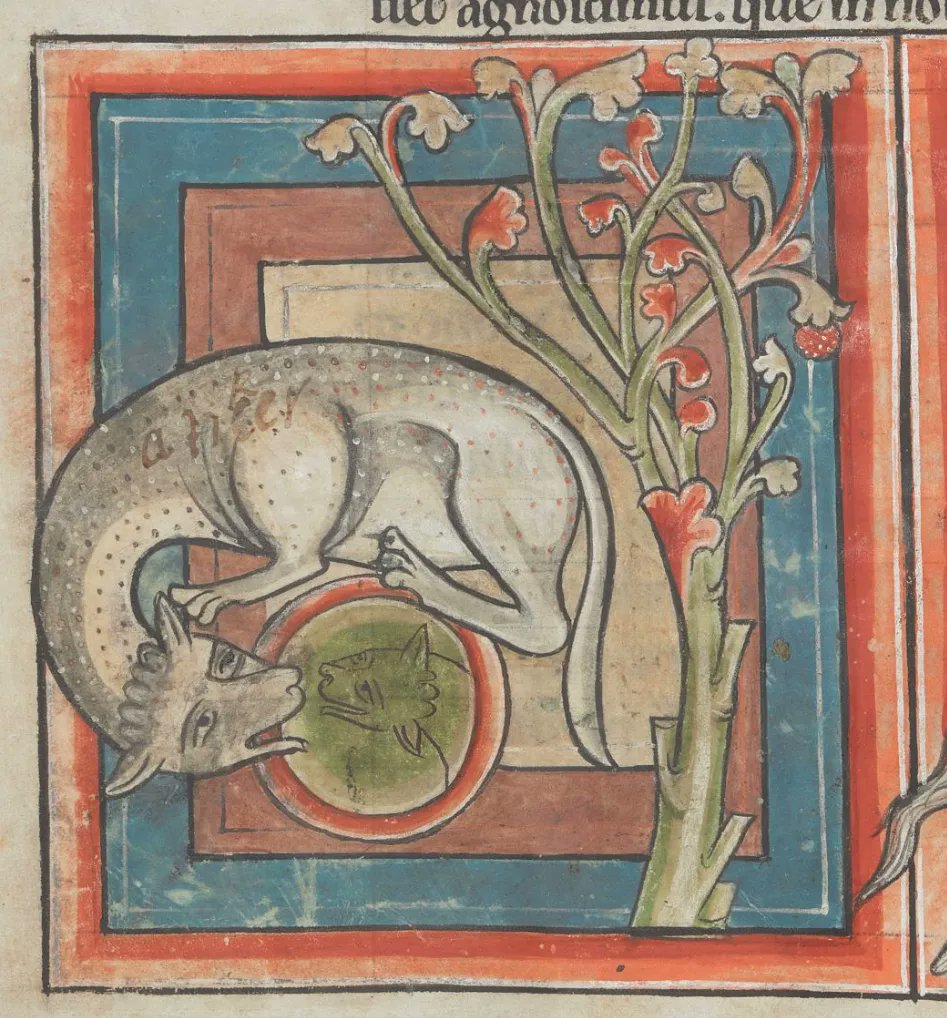 OEWordhord's tweet photo. #OldEnglish #WOTD: tiger, n: a tiger. (TIH-ger / ˈtɪ-gɛr) Image: Harley Bestiary; SW England (Salisbury?), late 12th-early 13th century; @BLMedieval Harley MS 4751, f. 3v. https://t.co/hZznhmWolz
