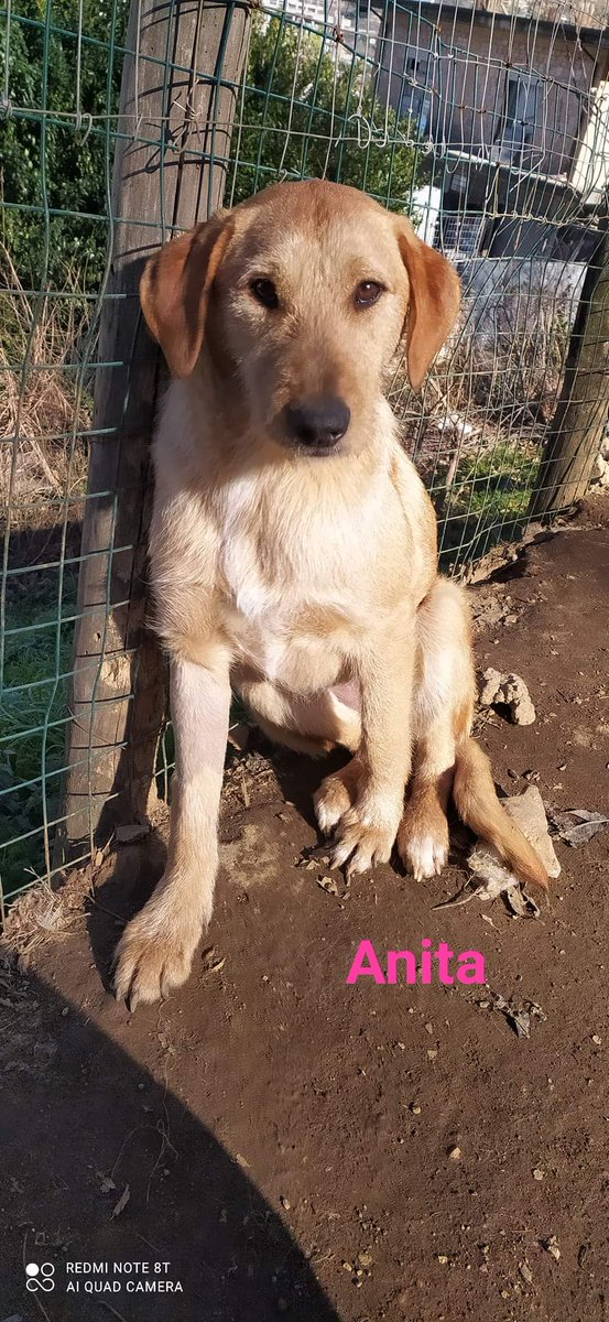 Anita ha 8 mesi circa taglia media, sterilizzata , bella molto buona, tranquilla e in cerca di casa si trova a Solofra, Campania x info 3496648136 Francesca