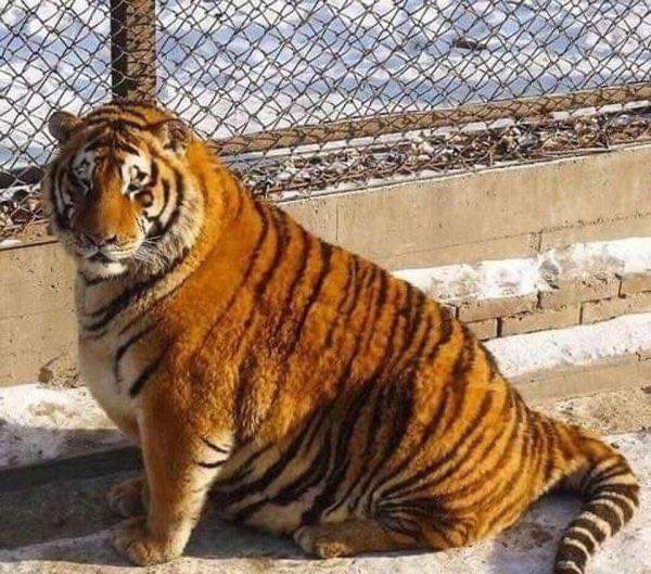 Был неуклюж толстый выше обыкновенного. Толстый Амурский тигр. Амурские тигры растолстели. Харбин зоопарк тигры растолстели. Пухлый тигр.