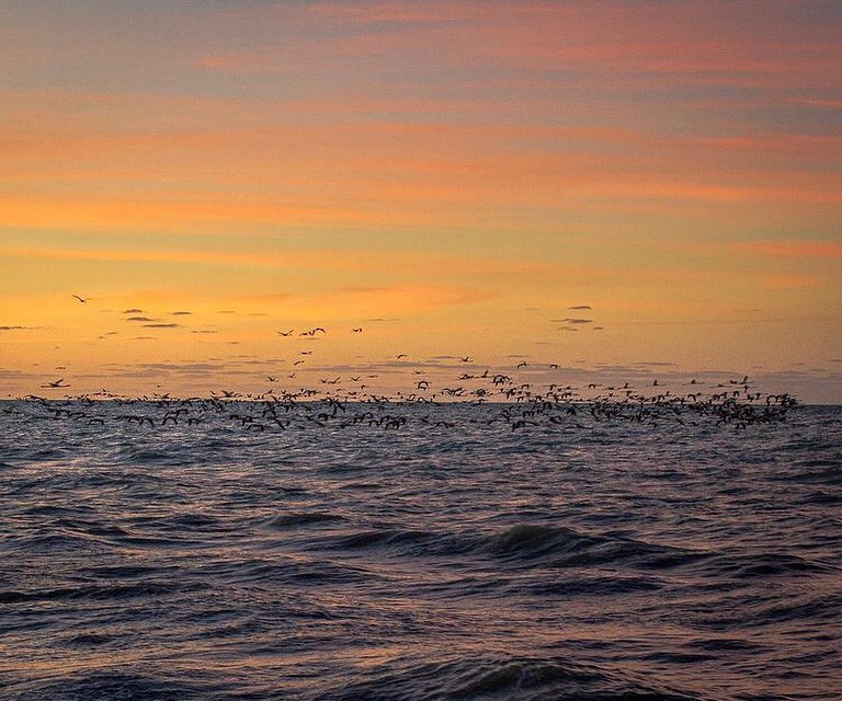 yucatan_hoy's tweet photo. Hay un libro abierto siempre para todos los ojos: la naturaleza. (Jean-Jacques Rousseau)

📸: @ileomadrigal

#pueblomágico #Yucatán #México #photo #nature #sea #sky #sisal https://t.co/JkLtv0qkEe