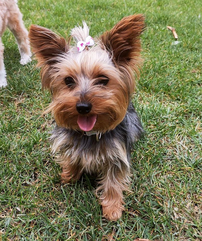 laurafraile12's tweet photo. DESAPARECIDA 
Nayra, 7 años, 3,5kg yorkshire terrier, gris y marrón. Ayer 31/01/2022 sobre las 16h en MATAPOZUELOS (Valladolid) 
Difusión por favor 💔, tiene que volver a casa https://t.co/1LifNFvTO6