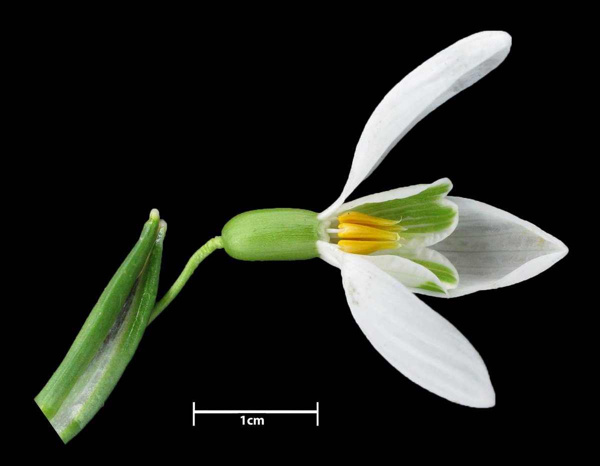 #Galanthus nivalis, #Amaryllidaceae, #Snowdrop, Dublin