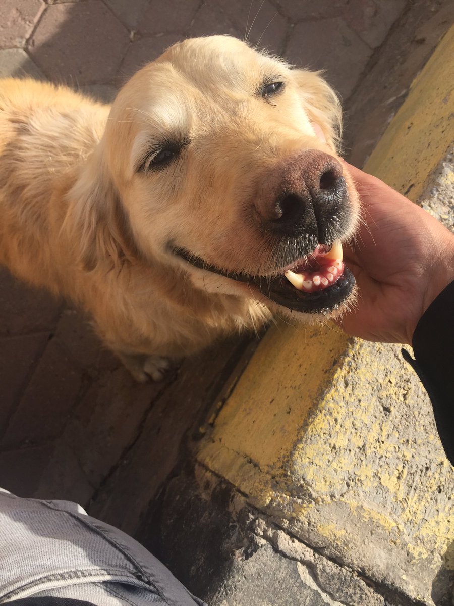 🐕