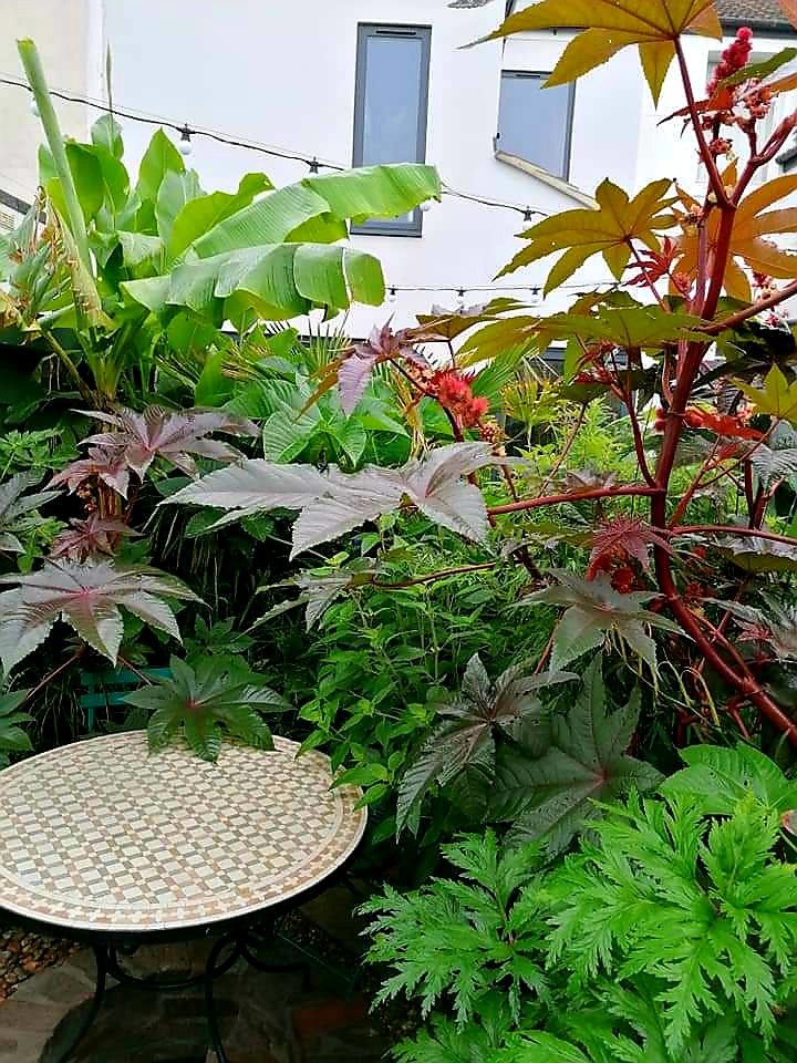 silvalandscapes's tweet photo. In this garden in Brighton Ricinus communis and banana tree are the focal points in the plant design
#gardendesign #landscapedesign #landscapearchitecture #paisagismo #jardim #jardin #giardino #gartendesign #gardensofinstagram #instagardens #tropicalgarden # https://t.co/wccILkjdKA