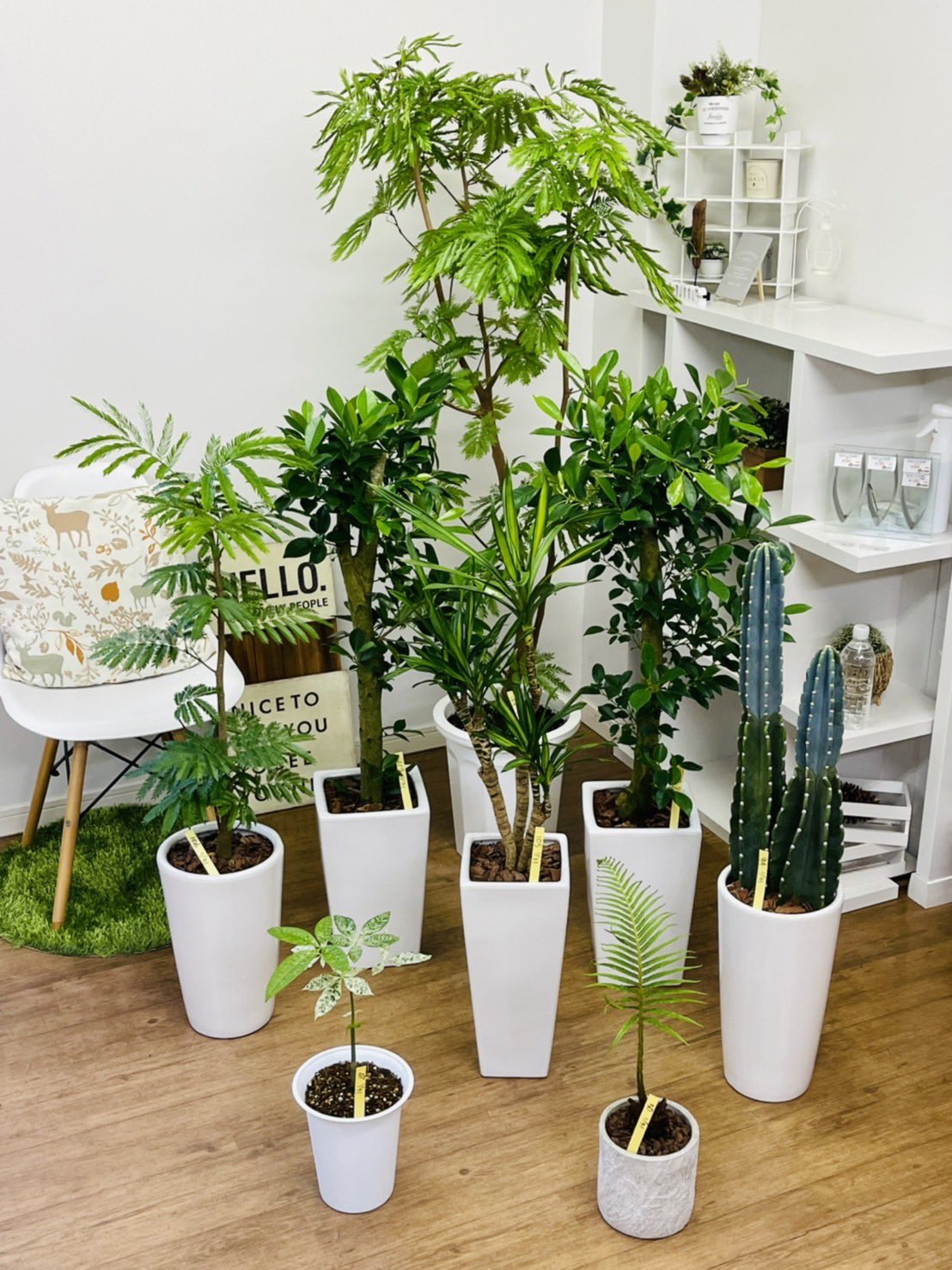 観葉植物のお店 E Ran Eran002 Twitter