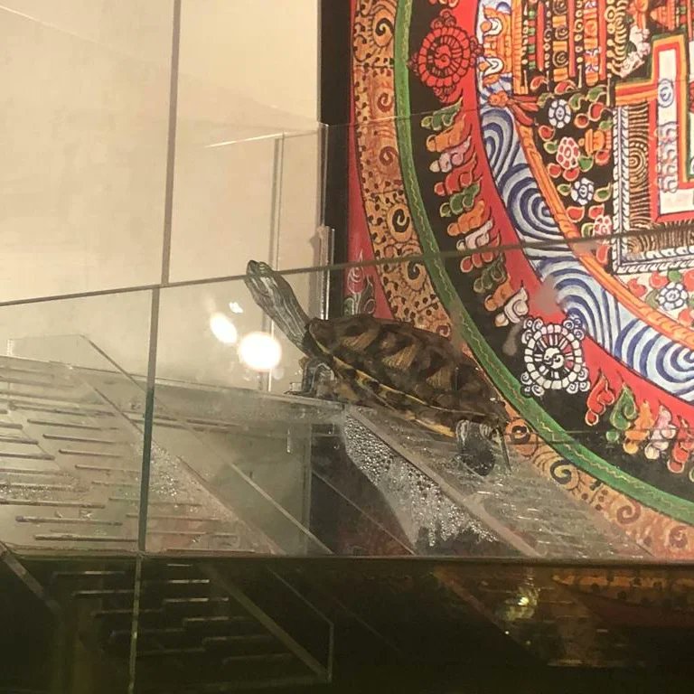 Gaurav Ganguly tweet media