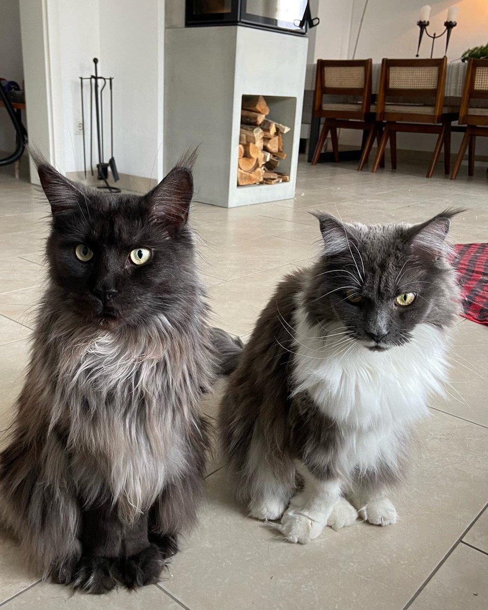 Shadow_WolfCat's tweet photo. 💕 #CatsOfTwitter #mainecoon https://t.co/r1jApccO02