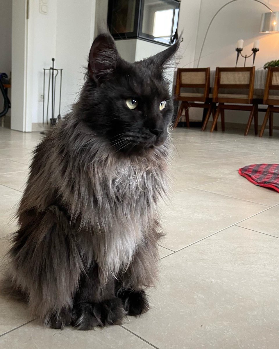 Shadow_WolfCat's tweet photo. Give me fooood 😡😅 #CatsOfTwitter #mainecoon https://t.co/YowdktgjWT