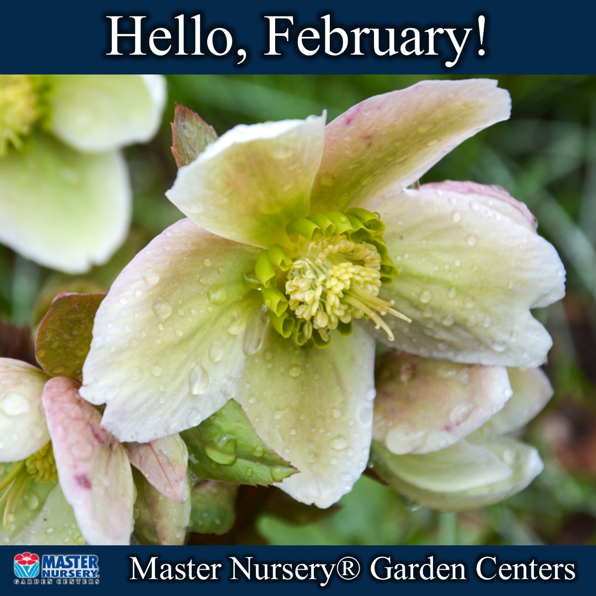 Морозник ballards hybride. Морозник крапчатый. Морозник цветок посадка и уход в открытом. Морозник цветок посадка и уход в открытом. Морозник цветок посадка и уход в открытом.