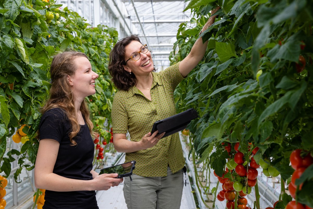 Help je mee nieuwe rassen op de markt te krijgen? Als assistent Rassenonderzoek ondersteun je projecten en  proeven in het rassenonderzoek. Je bereidt rapportages voor, meldt afwijkingen in ons kwaliteitssysteem en doet nog veel meer. Check de #vacature op bit.ly/3gdvFvm