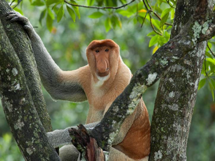 Носач мартышковые. Обезьяна носач с острова Борнео. Обезьяна носач. Носач Борнео. Носатая обезьяна кахау.
