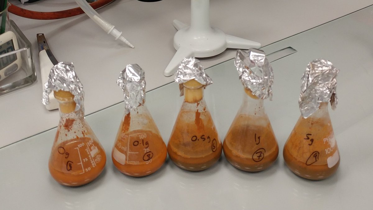 Rose M Jones (@drrosejones) on Twitter photo Finally I get to do some science! Back in <a href="/BangorUni/">Bangor University</a> for a little while, getting these little bugs to #biomine cobalt from mine waste. Been a while, but I still got it. Finally I get to do some science! Back in <a href="/BangorUni/">Bangor University</a> for a little while, getting these little bugs to #biomine cobalt from mine waste. Been a while, but I still got it.