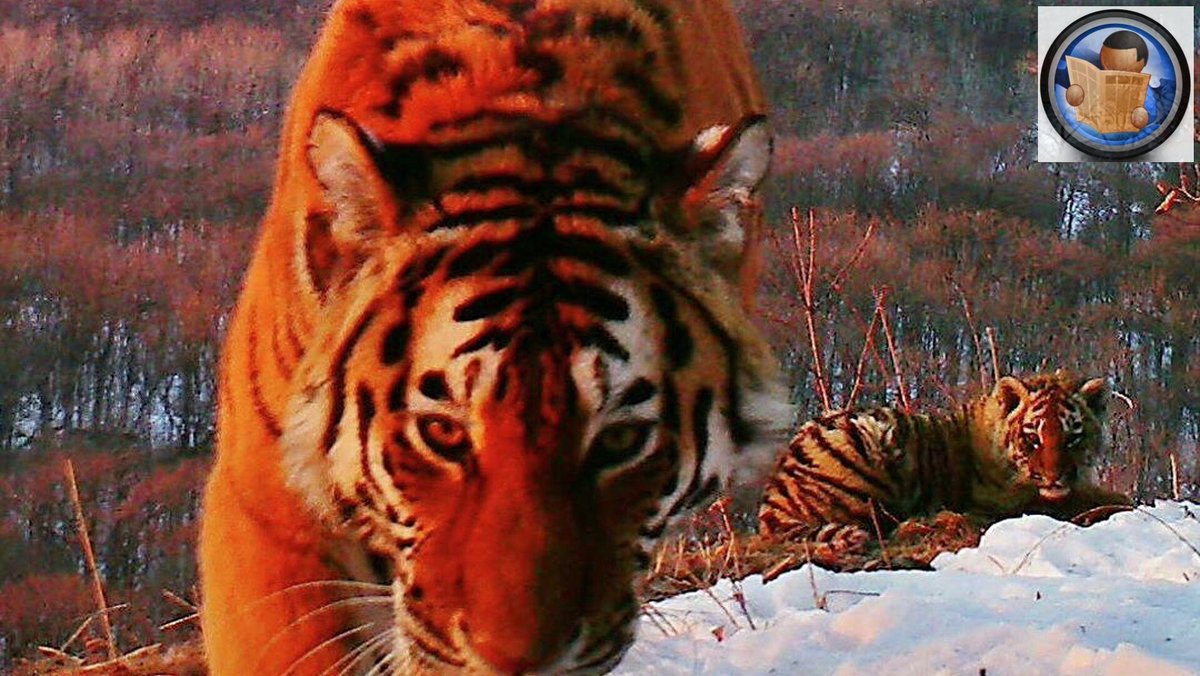 Про красного тигра. Заповедник Кедровая Падь Амурский тигр. Амурский тигр Приморский край парк. Амурский тигр фауна дальнего Востока. Национальный парк земля леопарда Амурский тигр.