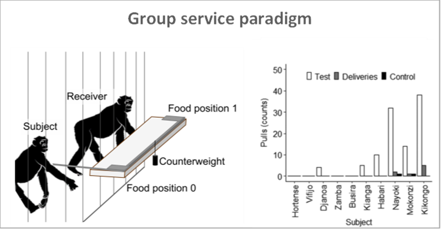 JonasVerspeek's tweet photo. 3/4 Using the group service paradigm for the first time in bonobos, adults did not show prosociality. Subadults provisioned group members at a rate much lower than reported for chimpanzees https://t.co/J8goll0wZe