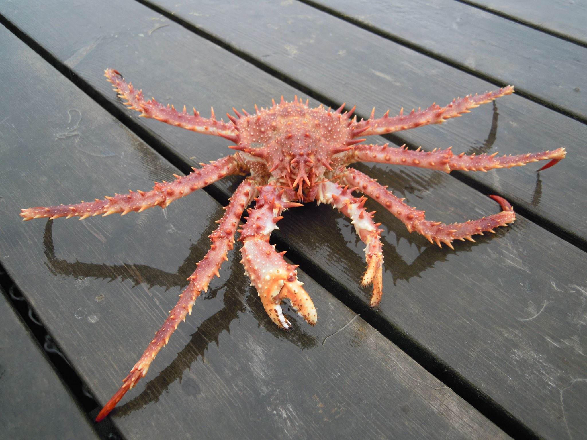Ronnings - They're here! The new King Crab orange collection from