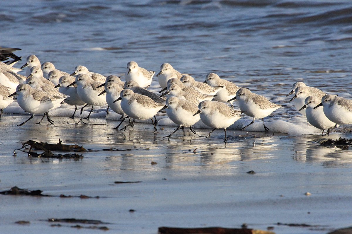 smdavies67's tweet photo. #winterwaders #waders #sanderling scurrying back and forwards on the tide line. One had 4 colour rings 2 green (or pale blue) left leg &amp; a red &amp; green (or pale blue) on its right leg. One ring appeared to have a tab sticking out from it - need to try to find out more #Euring https://t.co/SThyrw8wZn