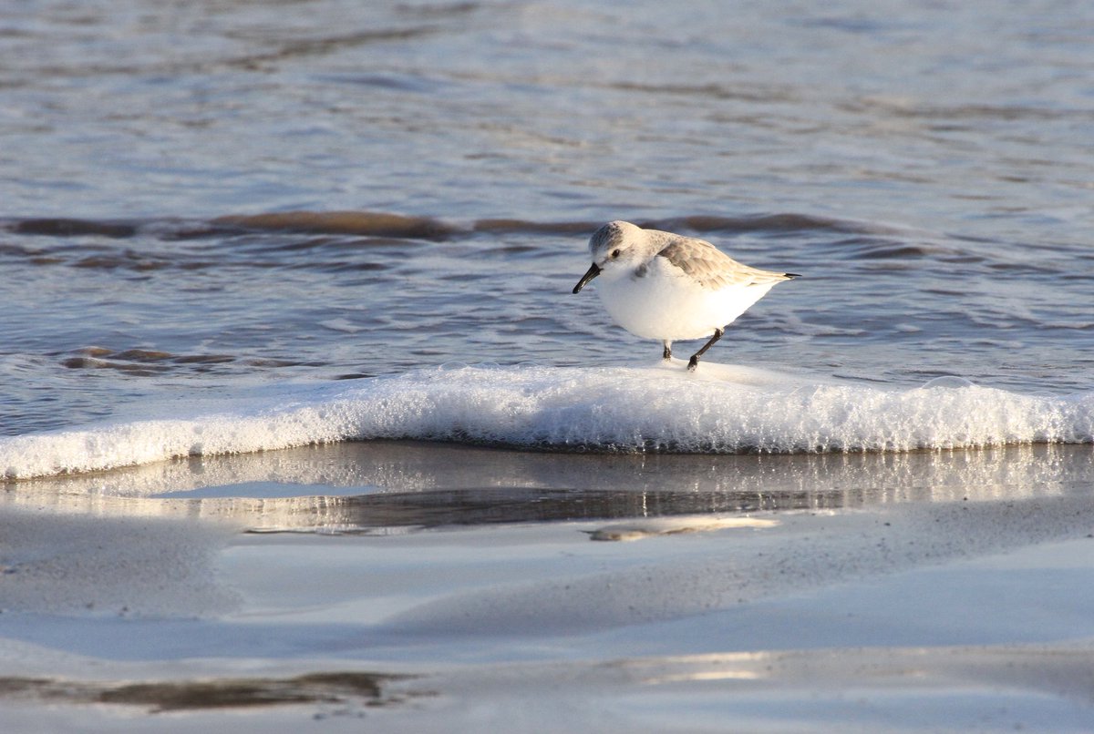 smdavies67's tweet photo. #winterwaders #waders #sanderling scurrying back and forwards on the tide line. One had 4 colour rings 2 green (or pale blue) left leg &amp; a red &amp; green (or pale blue) on its right leg. One ring appeared to have a tab sticking out from it - need to try to find out more #Euring https://t.co/SThyrw8wZn