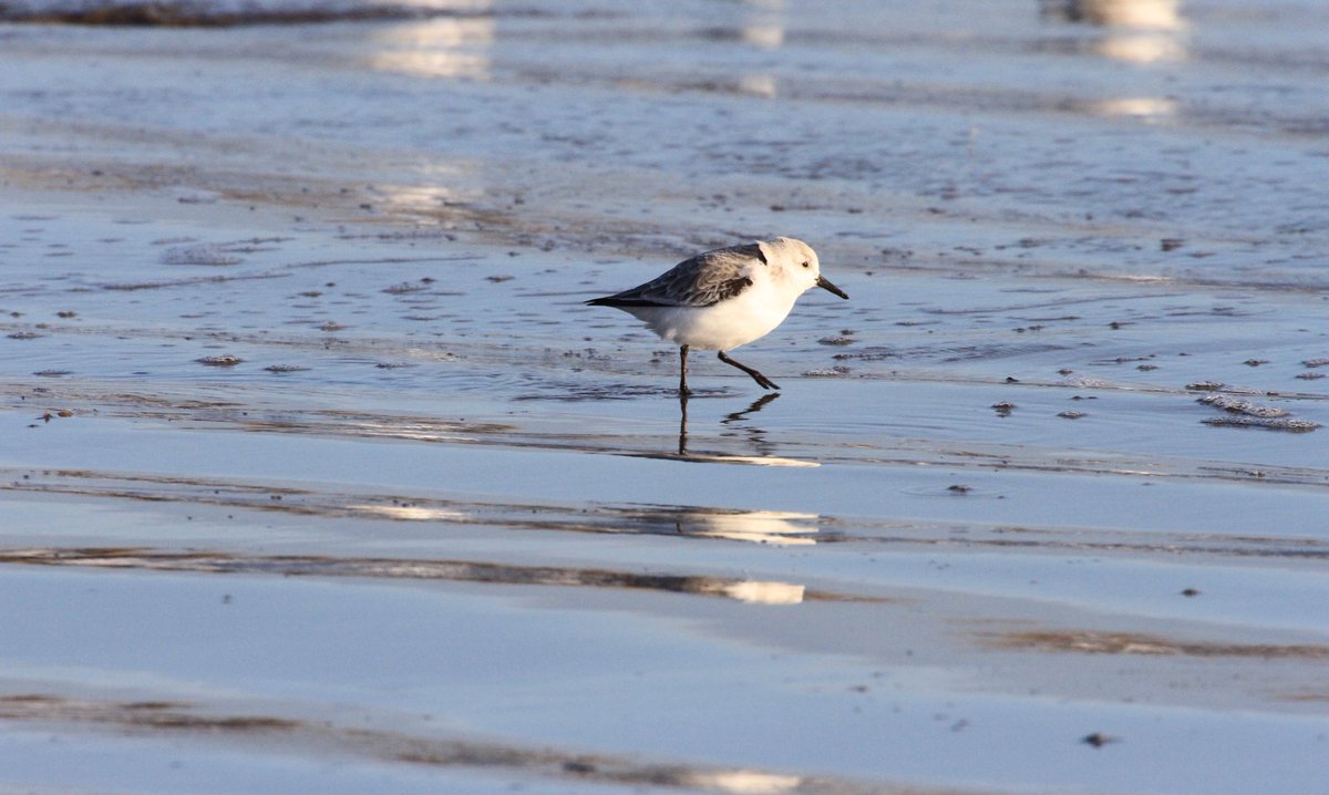 smdavies67's tweet photo. #winterwaders #waders #sanderling scurrying back and forwards on the tide line. One had 4 colour rings 2 green (or pale blue) left leg &amp; a red &amp; green (or pale blue) on its right leg. One ring appeared to have a tab sticking out from it - need to try to find out more #Euring https://t.co/SThyrw8wZn