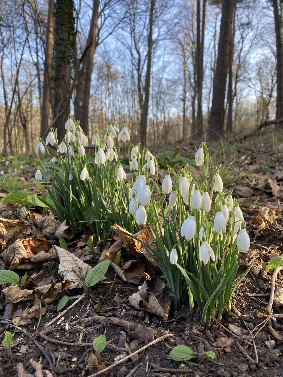 Spring - is that you friend? 🤍