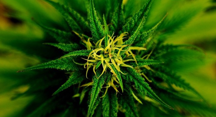 Why #Hemp #Seed Is An Important #Medicine For Your Nutrition?... alloutcbd.com/why-hemp-seed-…

#HempSeed
#Hemp