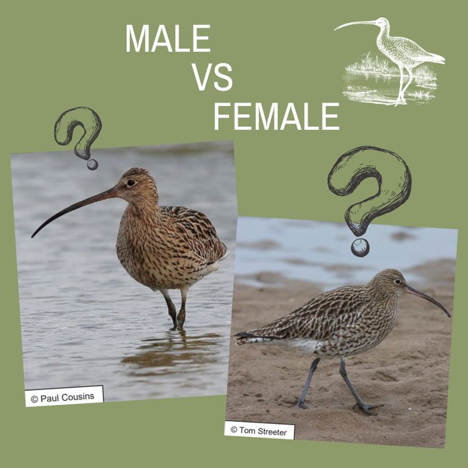 Whimbrel male and female