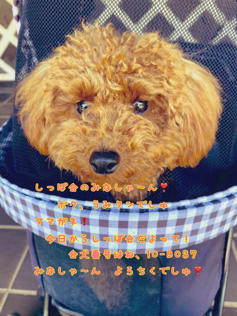 shippokai's tweet photo. しっぽ会のメンバーちゃん、パパさんママさん❣️
新メンバーちゃんです
フォローしてあげてくださいネ
👇👇👇👇
@reisa924 https://t.co/tsG3MAtByi