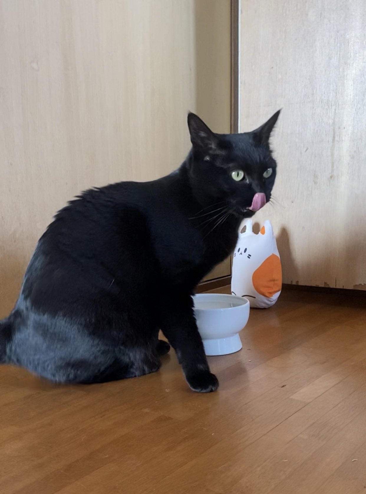 しえるねこ Cielcielciel3 Twitter