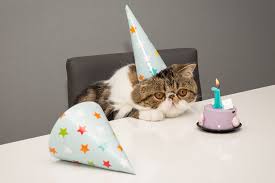 picky_pet tweet picture
