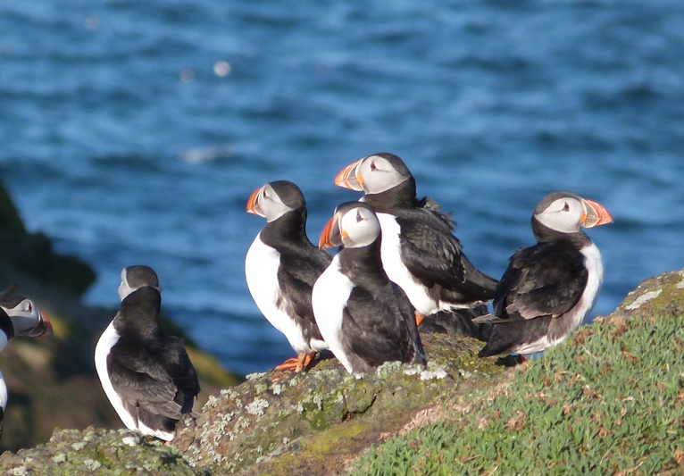 SteelySeabirder's tweet photo. ***VOLUNTEERING 2022*** Wonderful opportunity to volunteer on the Isle of May this summer. Check out todays blog with all the details to find out how you can become part of the great reserve team helping in all aspects of the island. Link: https://t.co/VnWtRiQI6m https://t.co/mIj6b9WvNW