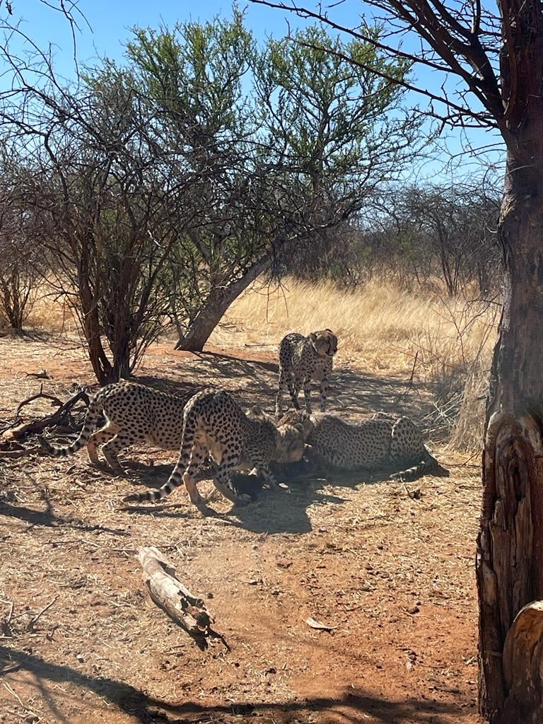 Erindi Game Reserve tweet media