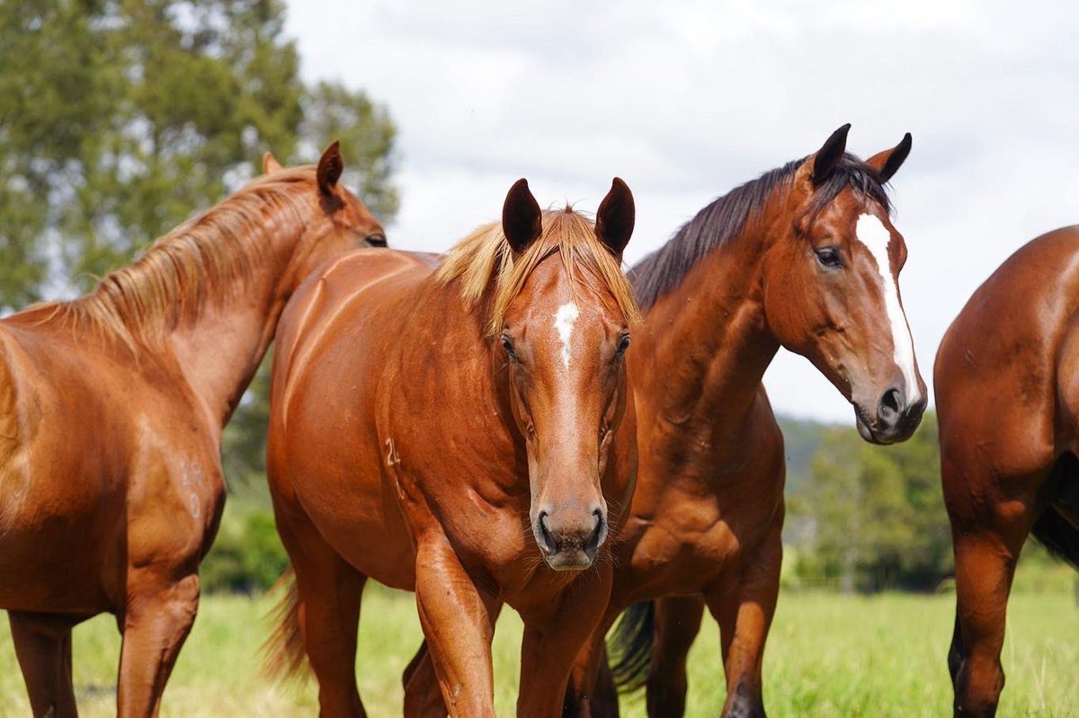 munceracing's tweet photo. 😍 OFF TO THE BREAKERS

Our @mmsnippets babies are taking  the next important step in their education, heading off to be broken in @Fenwick_Farm having enjoyed some down time with their mates @newington_farm

Limited ownership opportunities available: 
📧 admin@munceracing.com.au https://t.co/qIy2IjJLCE