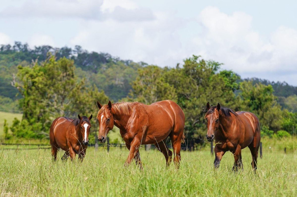 munceracing's tweet photo. 😍 OFF TO THE BREAKERS

Our @mmsnippets babies are taking  the next important step in their education, heading off to be broken in @Fenwick_Farm having enjoyed some down time with their mates @newington_farm

Limited ownership opportunities available: 
📧 admin@munceracing.com.au https://t.co/qIy2IjJLCE