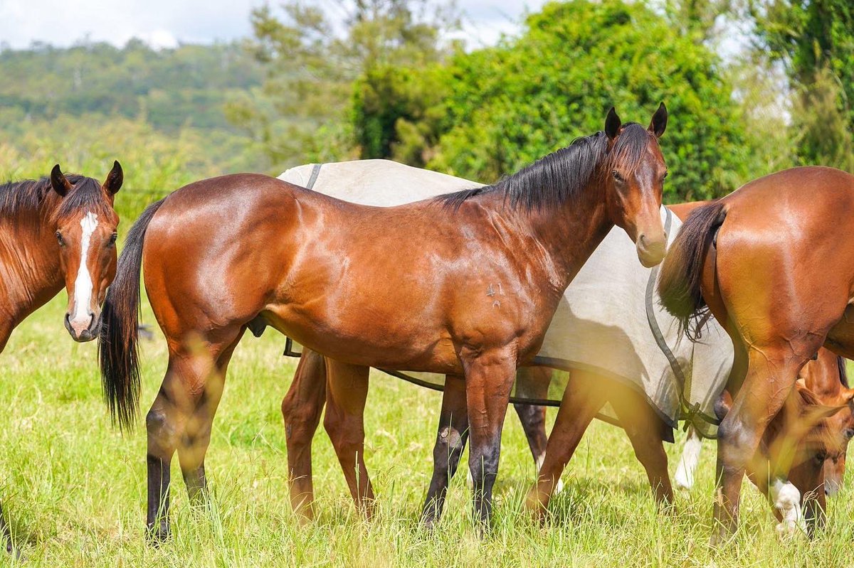 😍 OFF TO THE BREAKERS Our @mmsnippets babies are taking the next important step in their education, heading off to be broken in @Fenwick_Farm having enjoyed some down time with their mates @newington_farm Limited ownership opportunities available: 📧 admin@munceracing.com.au